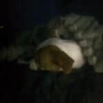 a dog laying on a dog bed with blanket on a mattress