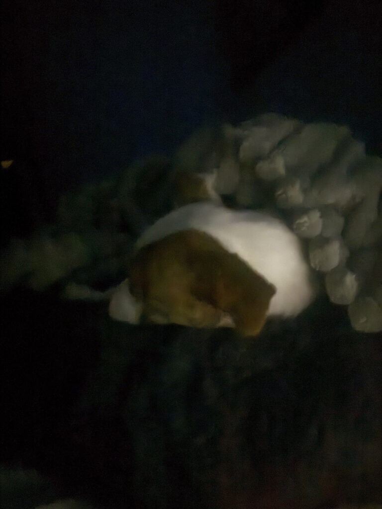 a dog laying on a dog bed with blanket on a mattress