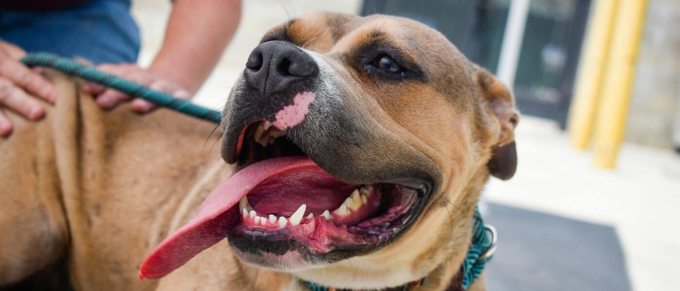 Best Supplies for Fostering a Dog in 2026: What Rescues Provide and What You Buy