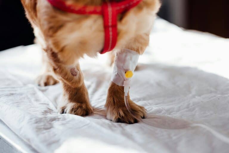 a dog with leg bandage on for recovery