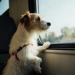 dog looking out of car window