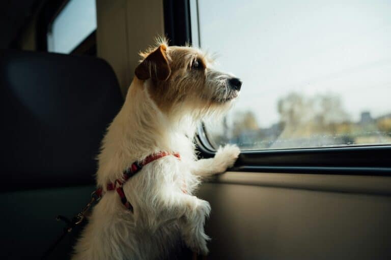 dog looking out of car window