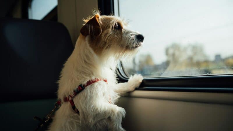 dog looking out of car window