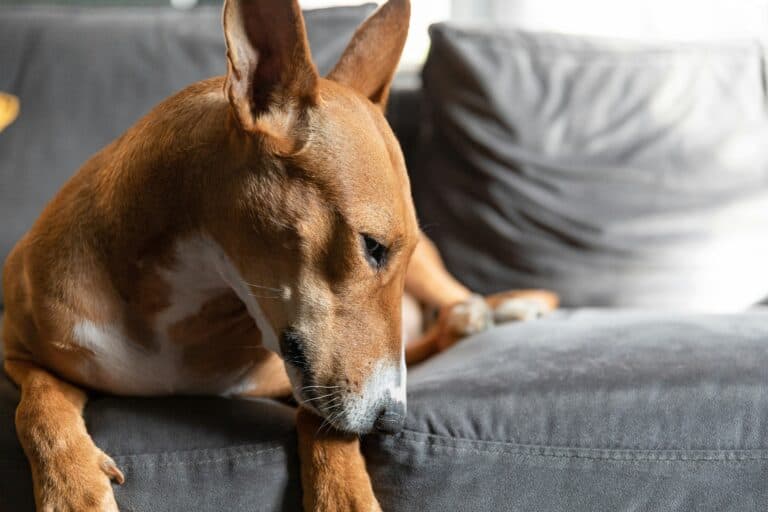 a dog on couch nose to cloth