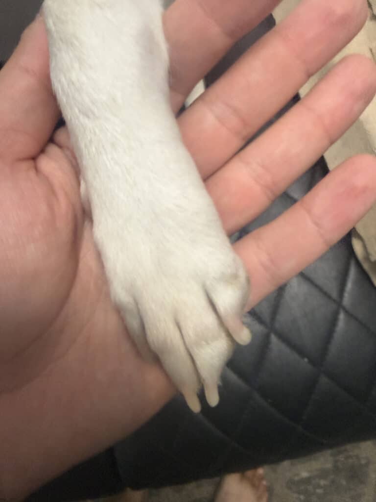 a dog paw upclose clean