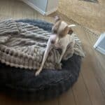 a dog playing around on a dog bed