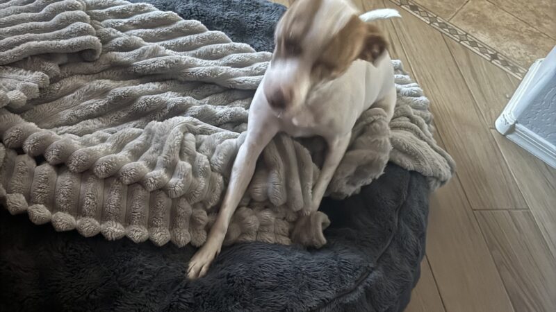 a dog playing around on a dog bed