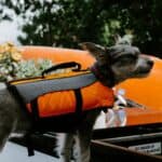 a dog ready for evacuation