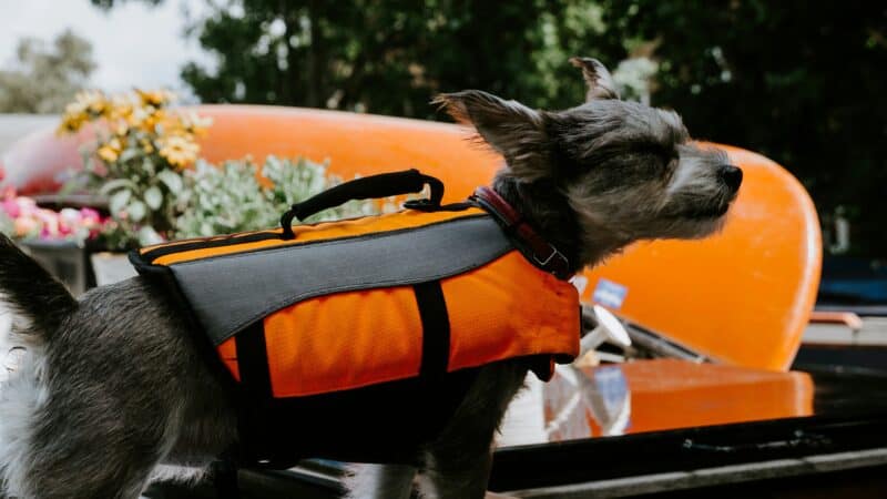 a dog ready for evacuation