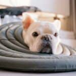 a dog recovering comfort in home