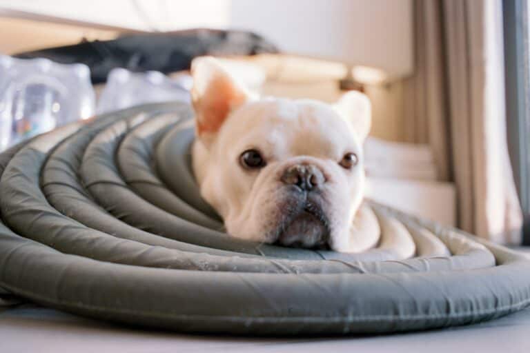 a dog recovering comfort in home