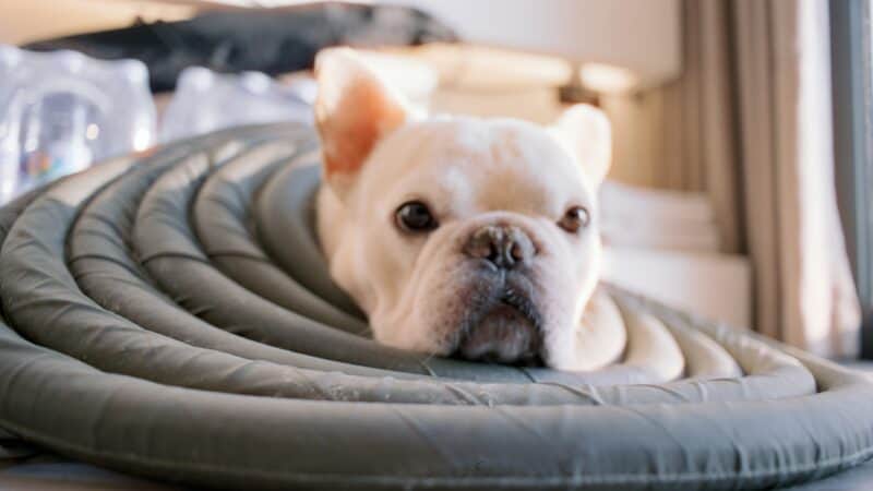 a dog recovering comfort in home