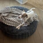 open space place for a dog bed