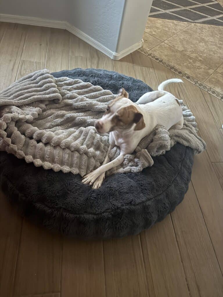 open space place for a dog bed