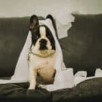 a dog sitting on couch covered in toilet paper
