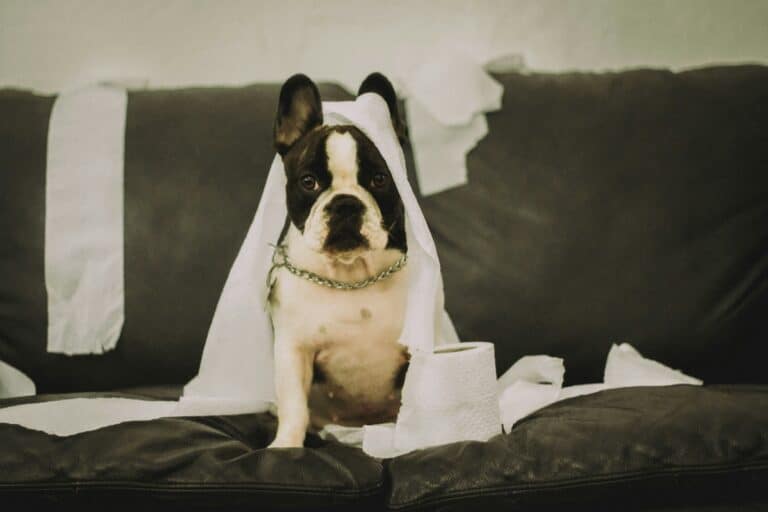 a dog sitting on couch covered in toilet paper