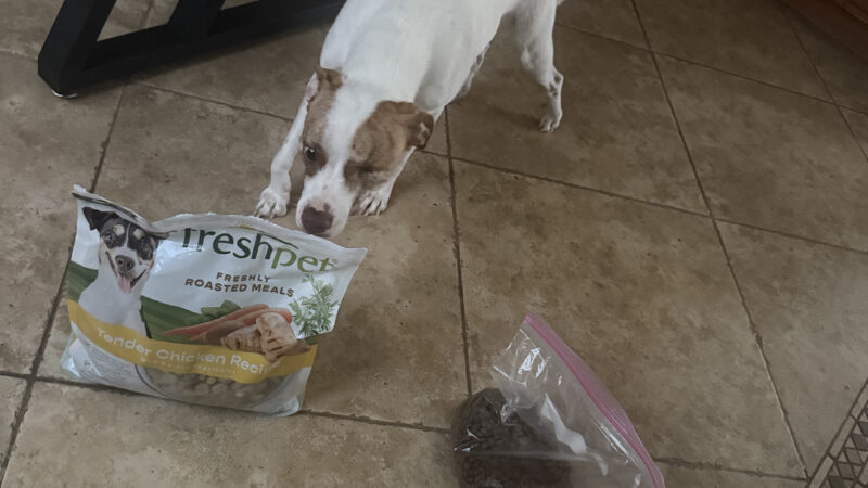 a dog sniffing fresh food next to kibble