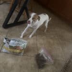 a dog with food setup