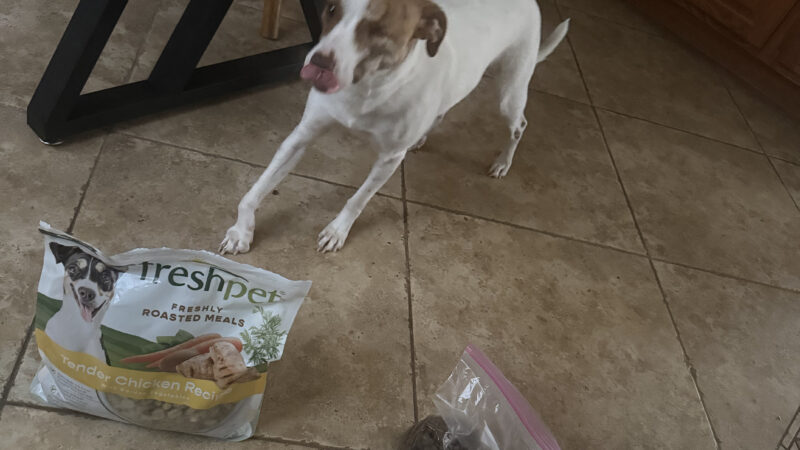 a dog with food setup