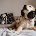a dog with headphones on in home