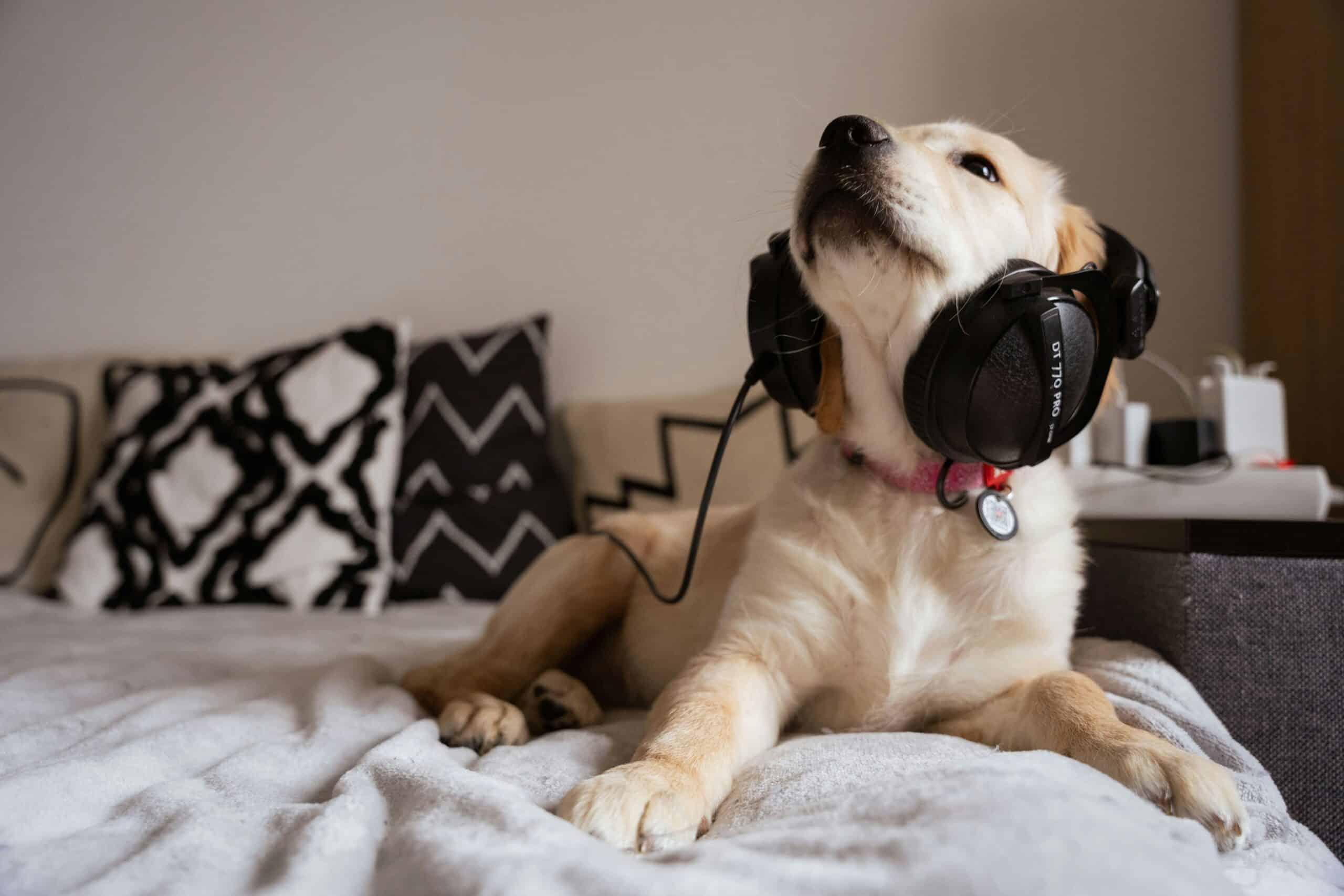 How to Desensitize a Dog to Loud Noises: Below Threshold or It Backfires