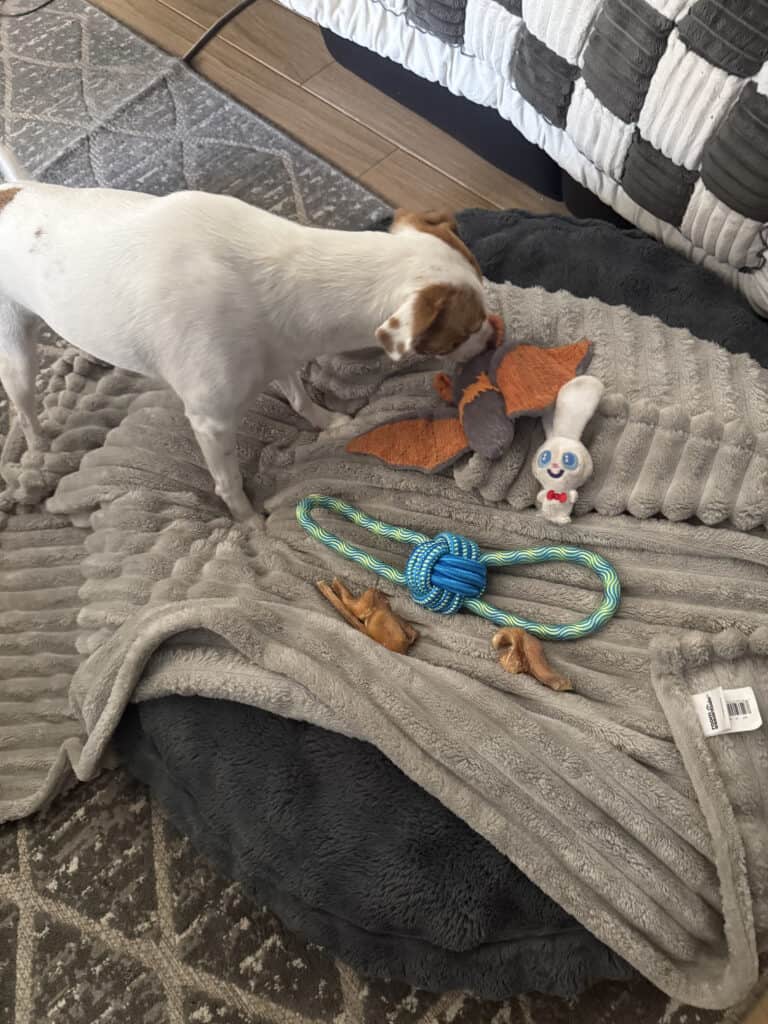 a dog with toy and treat layout on dog bed