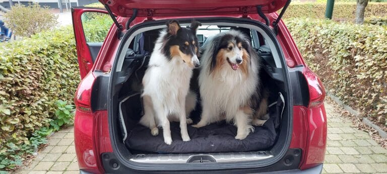 dogs in the back of SUV
