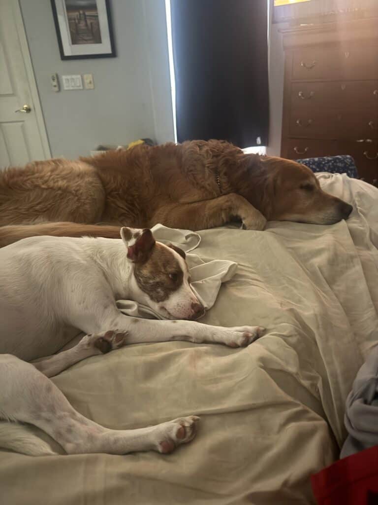 a couple of dogs hanging out in home