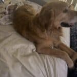couple of dogs laying in bed