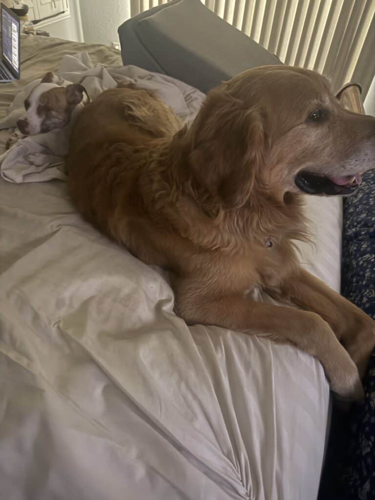 couple of dogs laying in bed