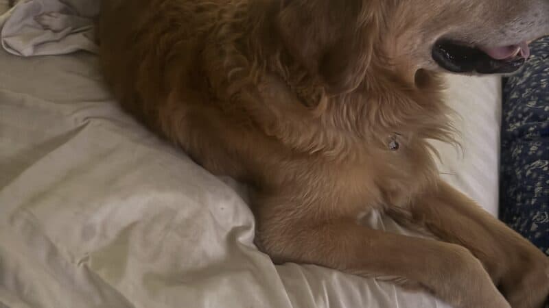 couple of dogs laying in bed