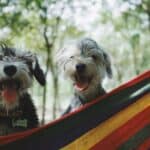 a couple of dogs on a hammock camping