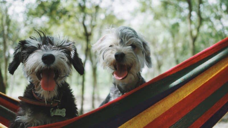 a couple of dogs on a hammock camping