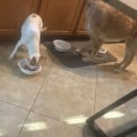 Two dogs different sizes feeding time