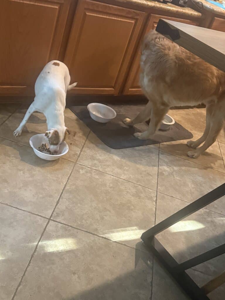 Two dogs different sizes feeding time