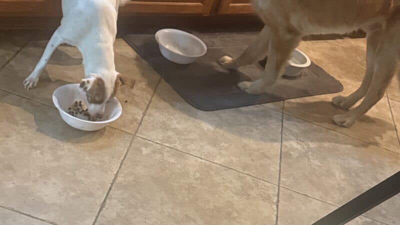 Two dogs different sizes feeding time