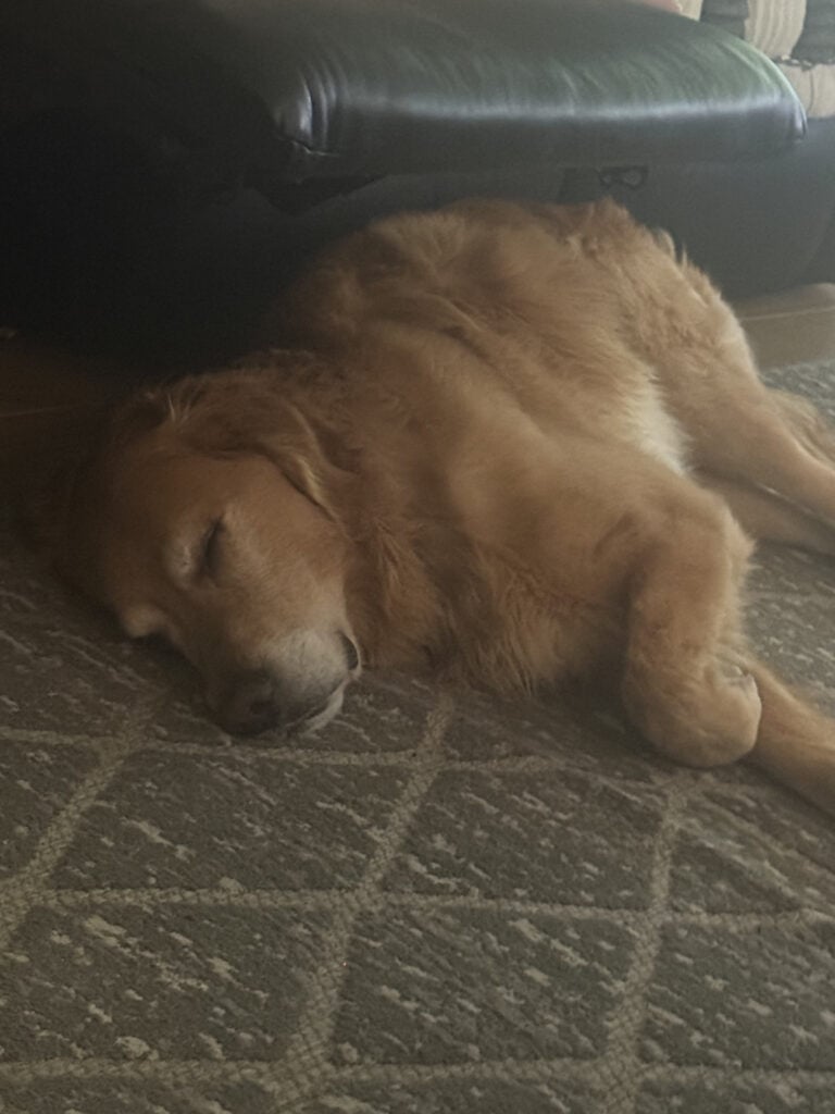 a golden retriever laying on rug
