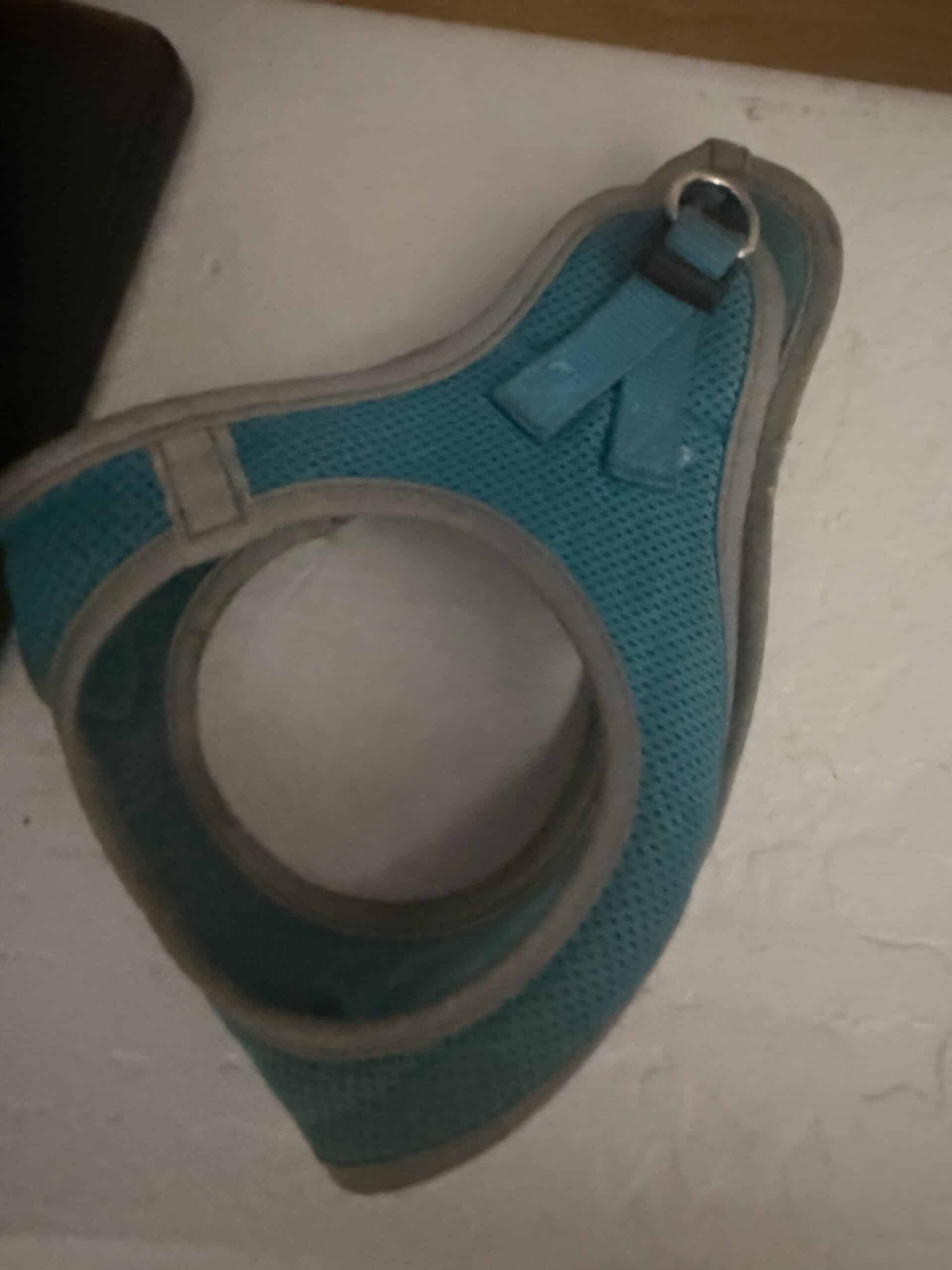 How Tight Should a Mesh Harness Be: Two Fingers, Checked at the Chest