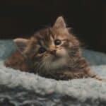 a kitten laying in bed in home