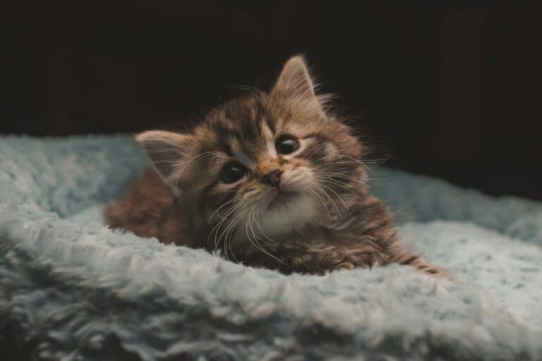 a kitten laying in bed in home