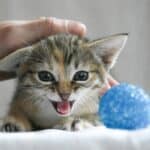 a kitten teething with toy ball