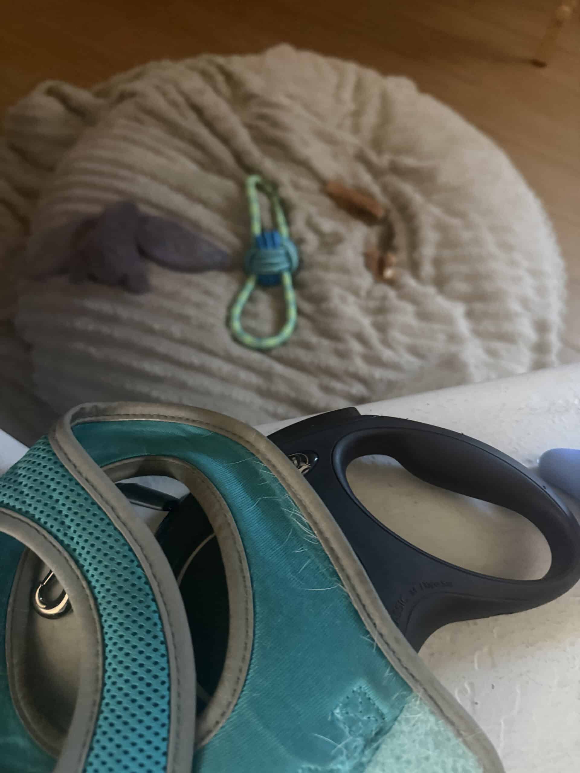 Best Dog Gear You Actually Use Every Day in 2026: The Short List