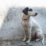 an older dog outdoors