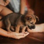 a puppy arriving in home