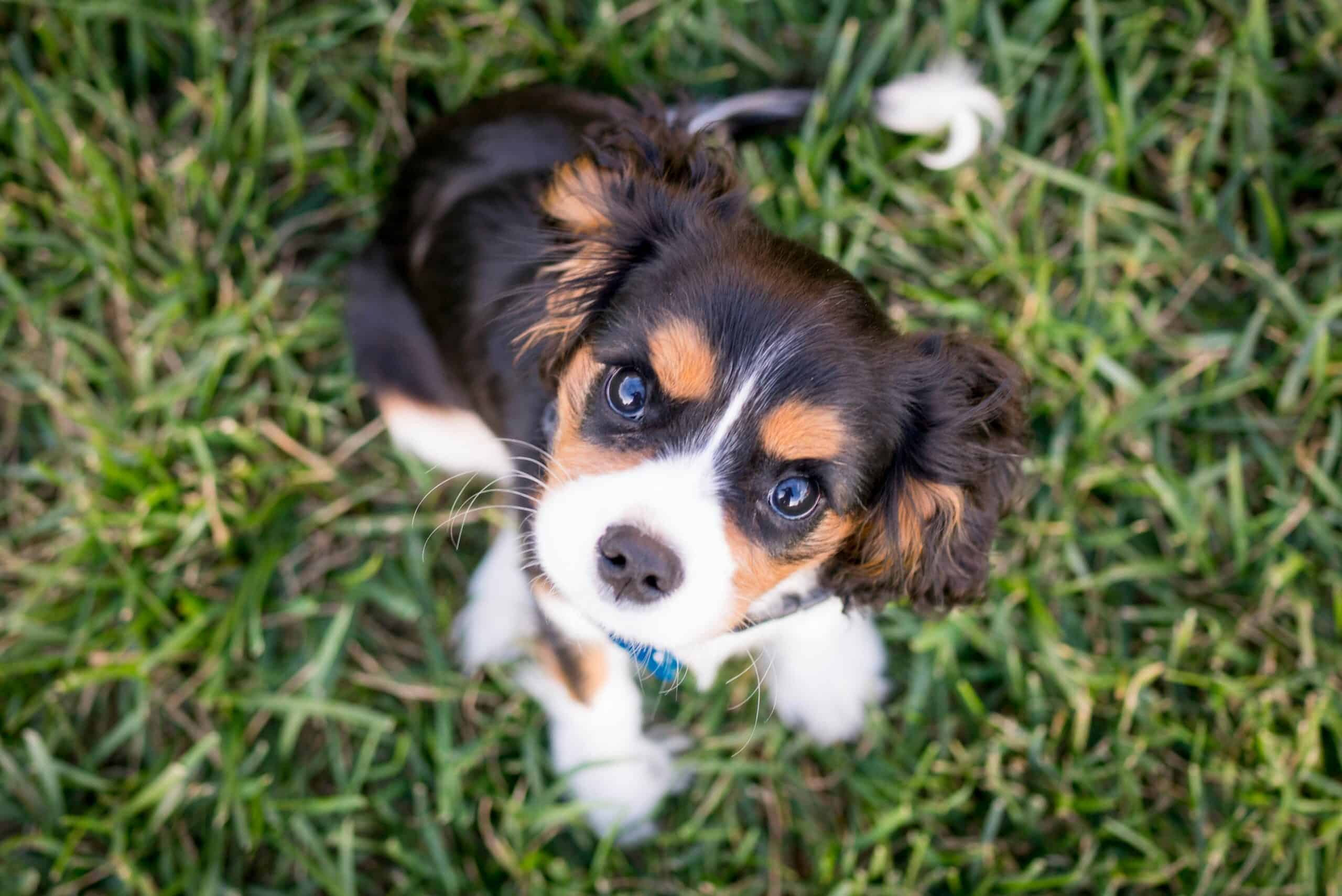 Puppy Adult Weight Calculator: Growth Curves by Size Class, Not the Doubling Rule