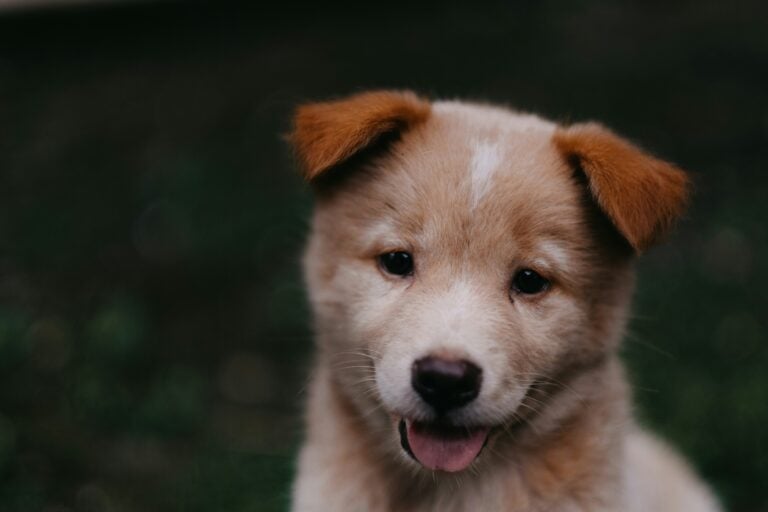 a puppy outdoors smiling