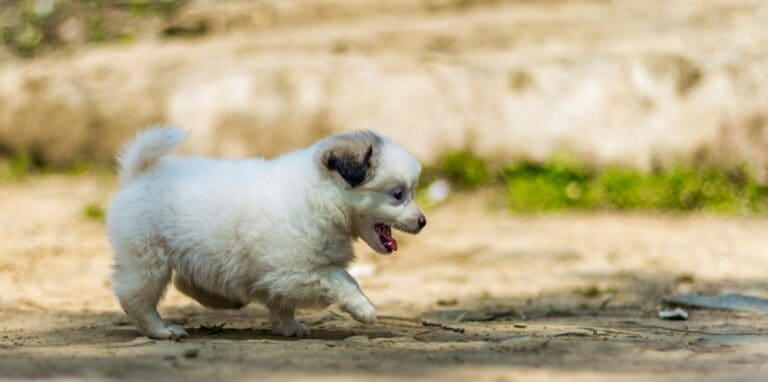 a puppy running outdoors