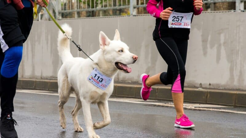running with dog in race