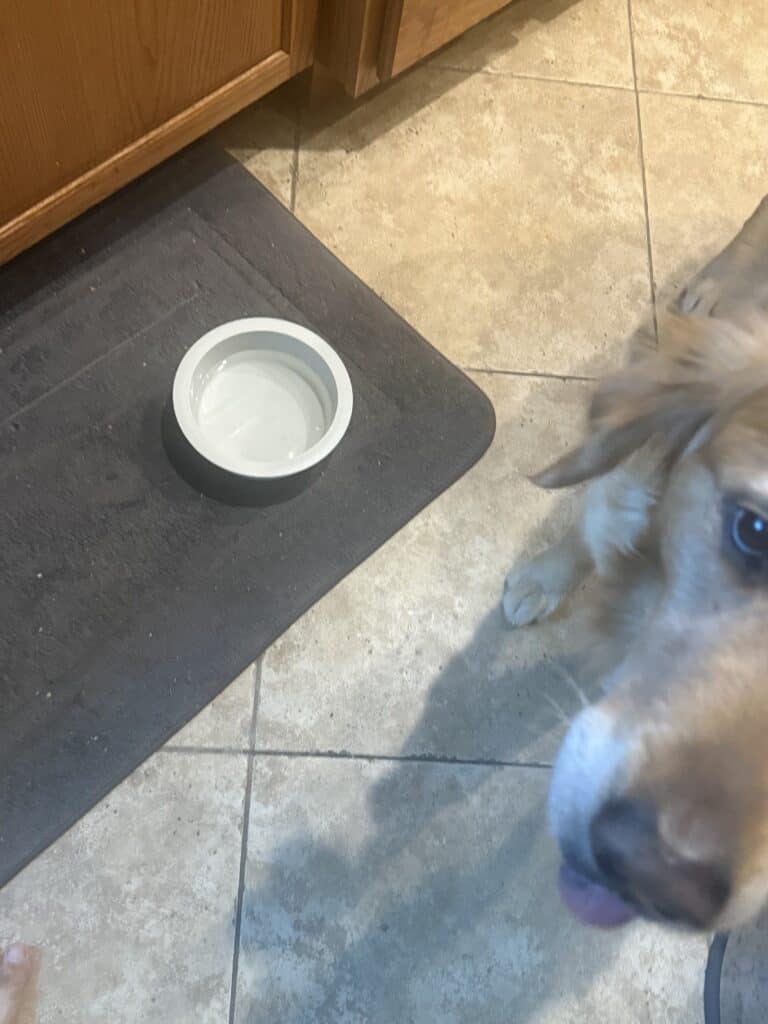 a shared water bowl for dogs