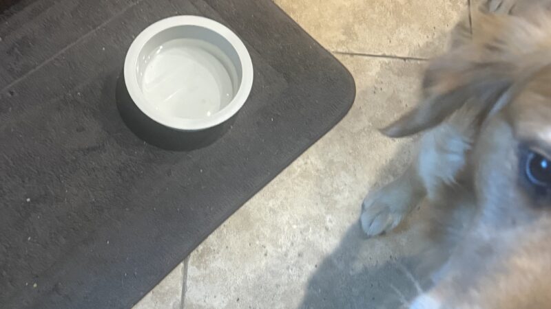 a shared water bowl for dogs